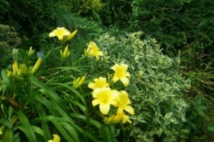 Yellow Day Lily