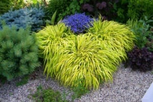 Yellow Japanese Grass