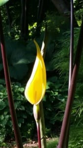 Calla Lily