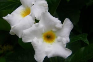 Mandevilla