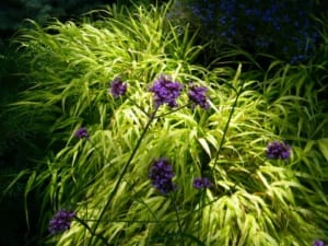 Verbena Bonariensis