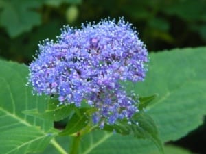 Blue Hydrangea