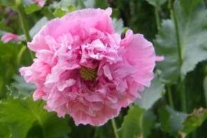 Turkish Poppy