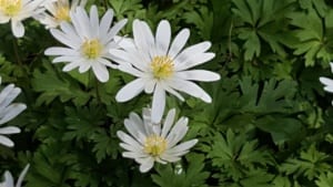 Spring Anemone