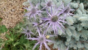 Eryngium Blue Sea Holly