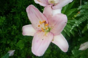 Asiatic Lily