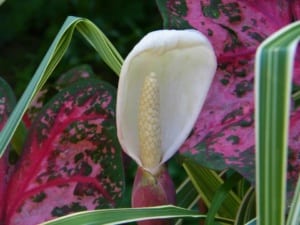 Caladium