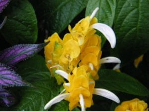 Shrimp Plant