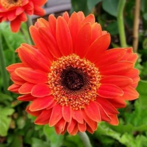 Gerber Daisy