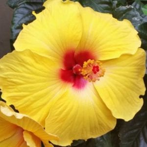 hibiscus