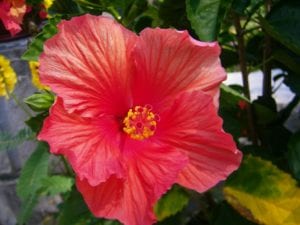 Hibiscus