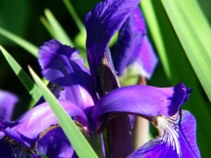 Early Iris