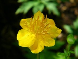 Golden Trollius